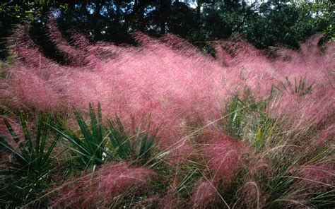 Desktop Pictures Pink Flowering Grass 1920x1200