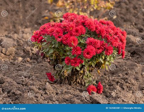 A Bush Of Red Chrysanthemums In The Garden Beautiful Autumn Flowers