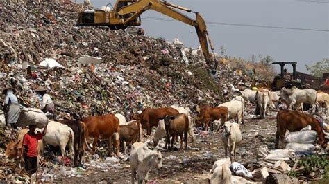 Waspadai Kontaminasi Bahan Kimia Sapi Pemakan Sampah Sebaiknya Jangan