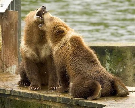 picture grizzly bear cub standing water