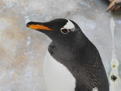 換羽中（ジェンツーペンギン編） | 【公式】おたる水族館