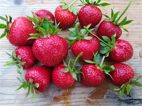 Каталог земляники поздние сорта | Ягодный микс