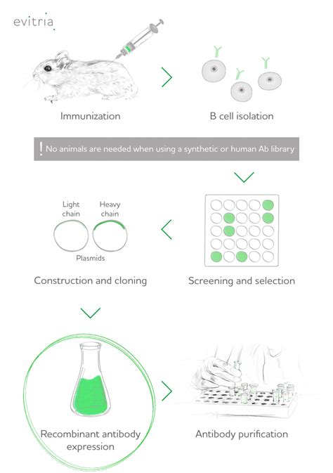 Recombinant Protein Definition Examples And Production Evitria