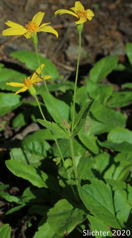 Broadleaf Arnica Broad Leaved Arnica Broad Leaved Arnica Mountain