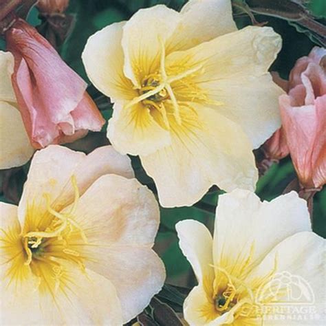 Plant Profile For Oenothera Versicolor ‘lemon Sunset Sundrops