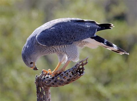 Gray Hawk Asturina Nitida Tucson Az Sonoran Desert Mu Flickr