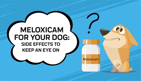 Meloxicam For Your Dog: Side Effects To Keep An Eye On | Innovet Pet