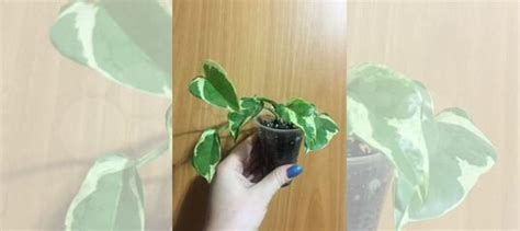 Сциндапсус Н-джой купить в Тюмени | Товары для дома и дачи | Авито
