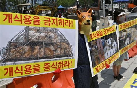 South Korea Dog Farmers Threaten to Unleash 2 Million Dogs | TIME