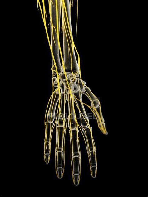 Nerves of human hand, computer illustration. — science, skeleton ...