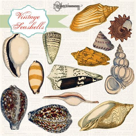 Vintage Sea Shell Illustrations Sea Shells Seashell Illustration