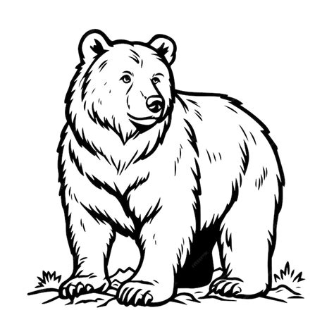 brown bear  coloring black  white outline animal illustration