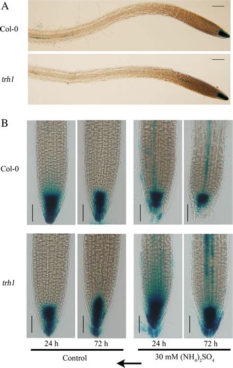 Influence Of Ammonium On Dr5gus Expression In Root Tips Of Col 0 And