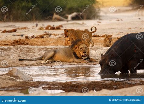 Hippopotamus Vs Lion