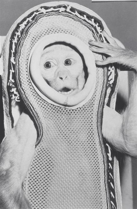 Monkeys In Space Nasa