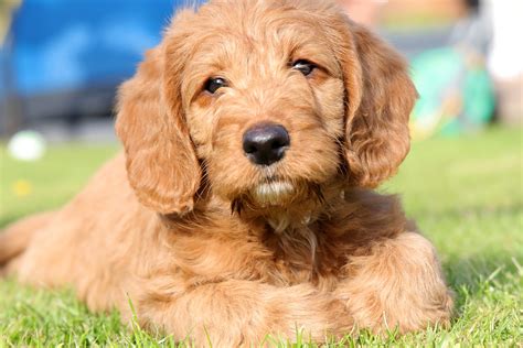 train  labradoodle puppy top dog hub