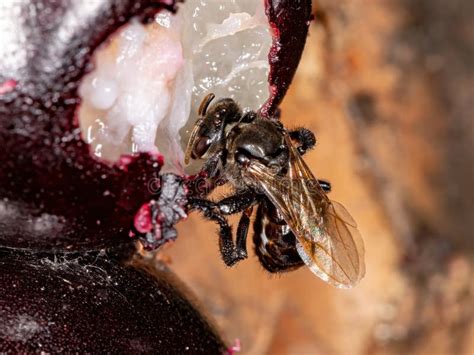 Stingless Bee Stock Photo Image Of Honeybee Brazilian 196077302