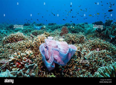 Pink Sponge In Coral Reef Porifera Kai Islands Moluccas Indonesia