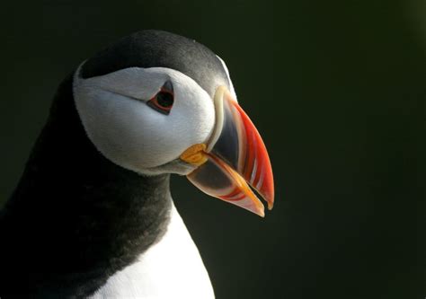 Puffins Facts For Kids | Kids Matttroy