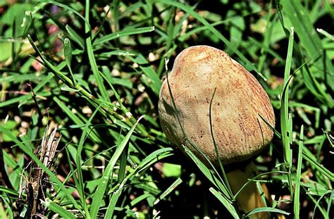 Fungi Panaeolus 6 12 2023 Timmerman Trail Cayce SC Flickr