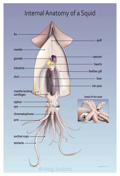 Anatomy Of Octopus - ANATOMY