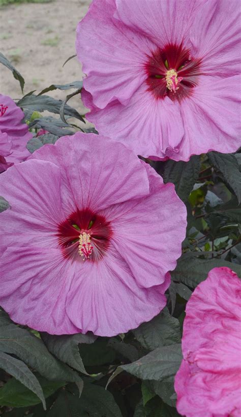 Perennials Hibiscus Myplant