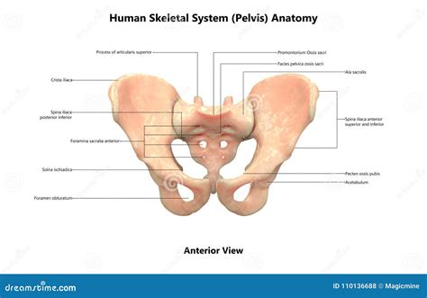 Anatomía Anterior De La Opinión De La Pelvis Del Sistema Esquelético