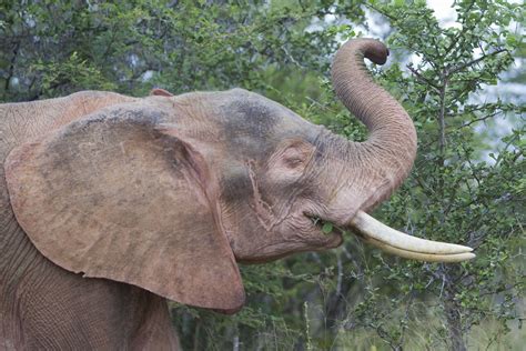 File:2012-kruger-albino-elephant.jpg - Wikimedia Commons