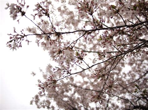 Sakura Osaka - The TOP 10 Cherry Blossom Spots You Have To Visit