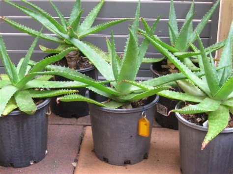 Aloe Vera Plant Large 180mm Pot Sun Hardened 12 To Choose From