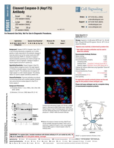 Cleaved Caspase 3 Asp175 Antibody