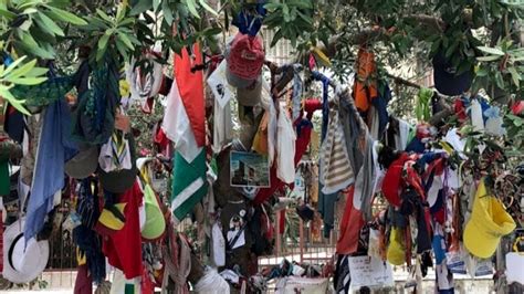 L albero della pace di via D Amelio come quello di Falcone ora è bene