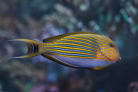 Tang Fish: The Fascinating Facts You Never Knew!