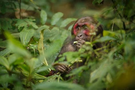 Stump Tailed Monkey Stock Image Image Of Monkey Arctoides 25362117