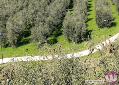 IOWEBBO CAMMINATA TRA GLI OLIVI SESTA EDIZIONE