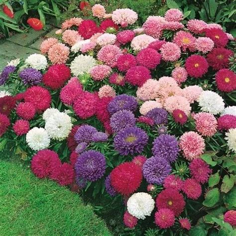 Подбор семян цветов для ковровой клумбы, видео | Flower seeds ...