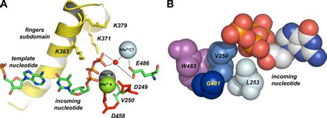 Polymerization Active Site Of 29 Dna Polymerase A Proposed Download Scientific Diagram