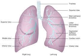 Lung Anatomy - Physiopedia