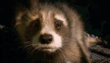 Baby Rocket Baby Rocket Raccoon GIF - Baby Rocket Baby Rocket Raccoon ...