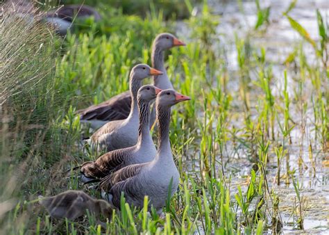 Greylag Geese Canadian - Free photo on Pixabay - Pixabay