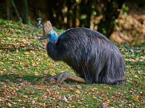 Southern Cassowary Bird Facts (Casuarius casuarius) | Birdfact