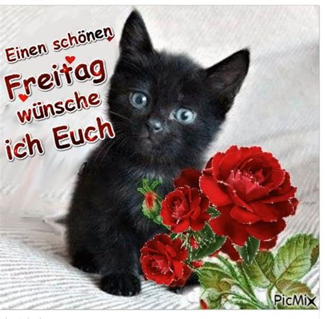 Pin Von Manuela K Auf Freitag Baby Katzen Lustige Bilder