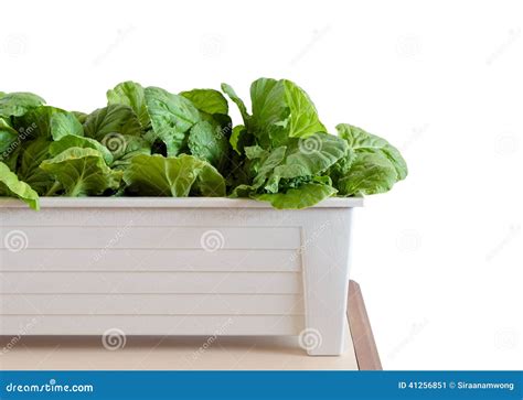 Hydroponic Vegetables Growing In Pot On White Background Stock Image