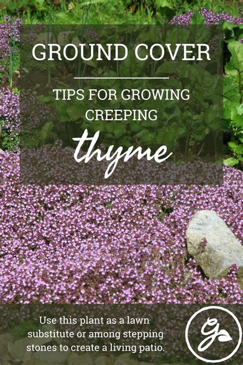 Creeping Thyme Growing Guide Everything You Need To Know Creeping