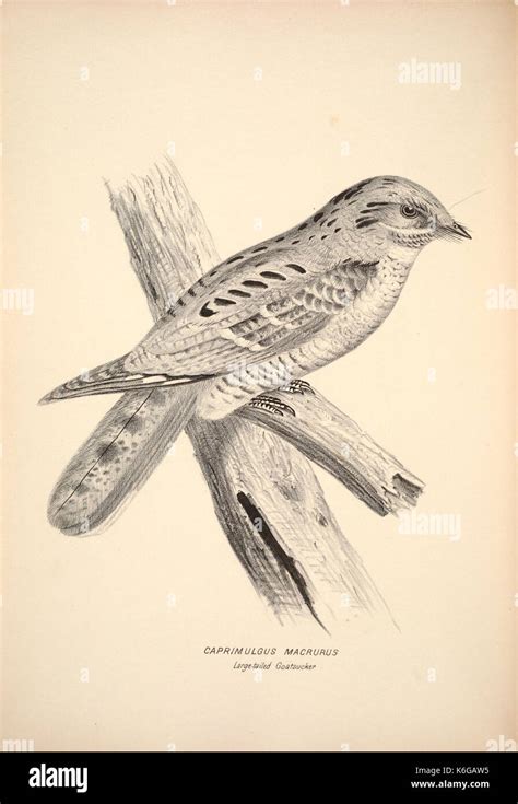 Companion To Gould S Handbook Or Synopsis Of The Birds Of Australia Plate 13 6797515860