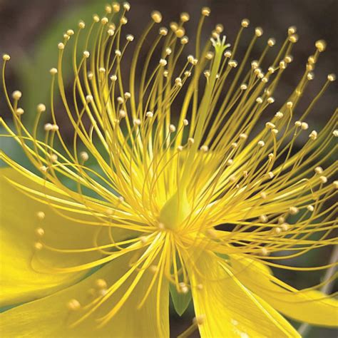 Garden ready to unveil hardy plants – White Rock Lake Weekly