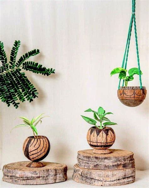 Set Of Coconut Shell Planters Coconut Shell Eco Friendly Etsy