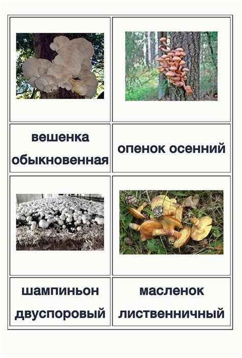 Грибы не образующие микоризу (62 фото) - красивые картинки и обои на ...