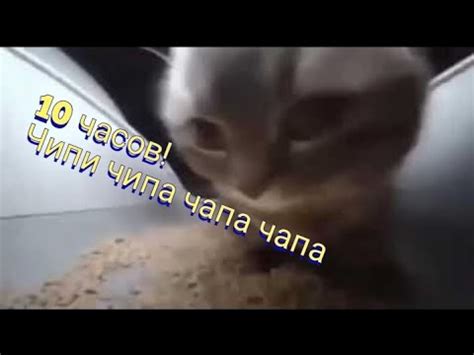 чипи чип и чапа чапа 10 часов! - YouTube