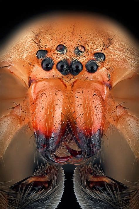 Macro Photography Portraits Of Insects By Paulo Latães - Gift Ideas ...